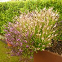 Ocimum kilimandscharicum