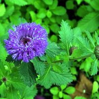 Centratherum  Punctatum)