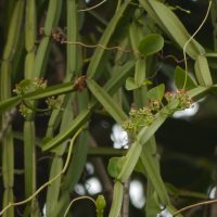 Cissus quadrangularis
