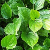 Betel leaf plant