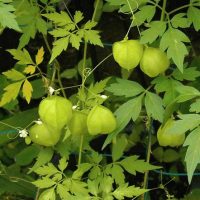 Cardiospermum_Halicacabum