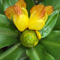 Costus_pictus
