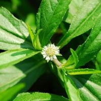 Eclipta_prostrata_plant