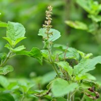 Ocimum_tenuiflorum_24_08_2012