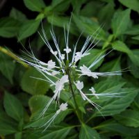 Orthosiphon-Stamineus-Extract-Orthosiphon-stamineus-scaled