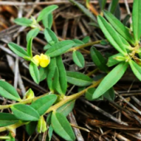 Polygala-elongata