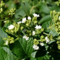 Stevia_rebaudiana-800x445