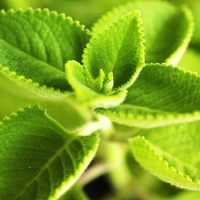 The-Indian-Borage-Panikoorkka-Ayurvedic-Herbs-for-Home