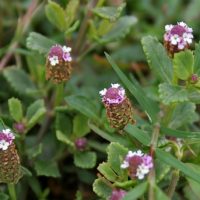 Phyla nodiflora